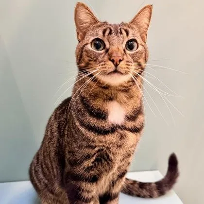 Leonardo thumbnail 2