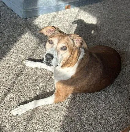 Lady Bird Local thumbnail 2