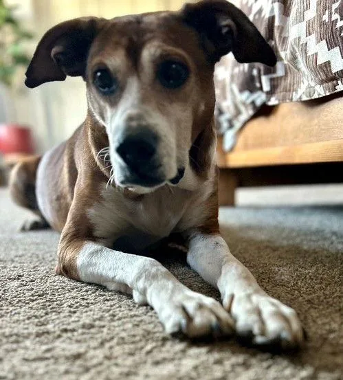 Lady Bird Local thumbnail 3