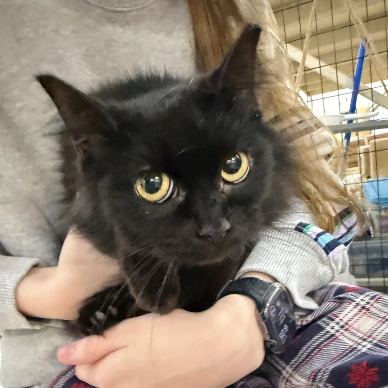 Zoeylight Pink Collar