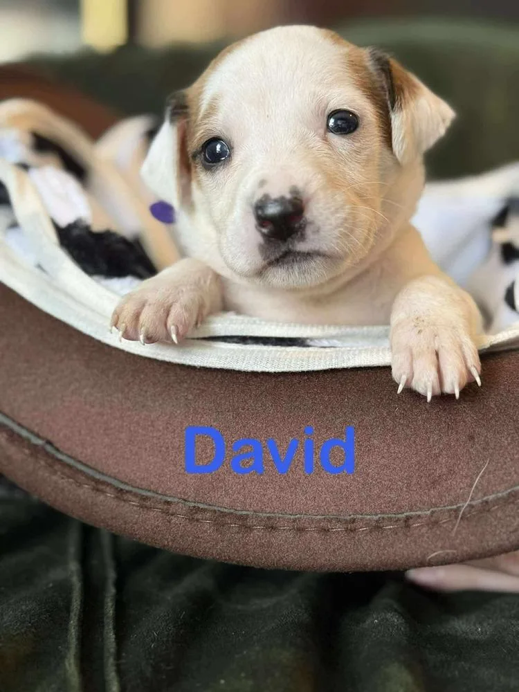David