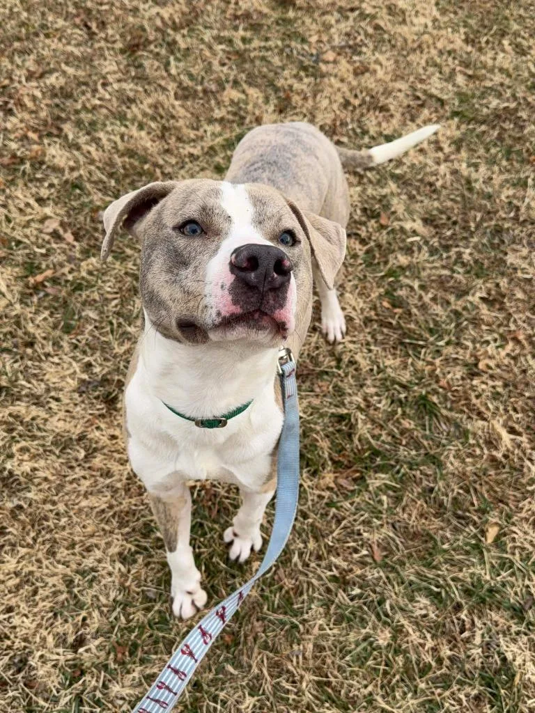 Sterling thumbnail 2