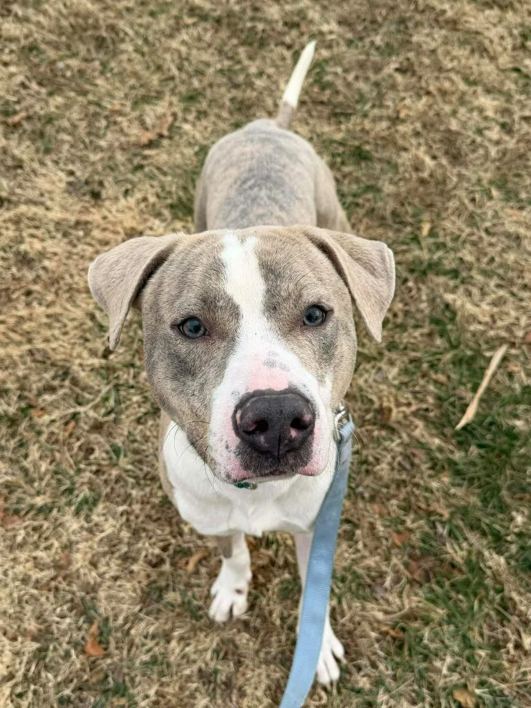 Sterling thumbnail 3