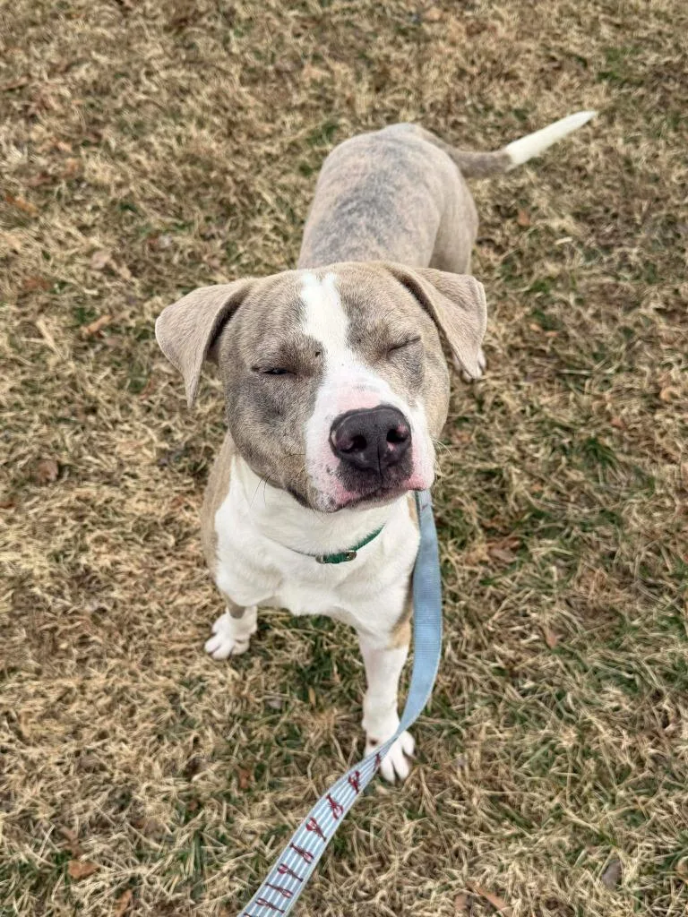 Sterling thumbnail 4