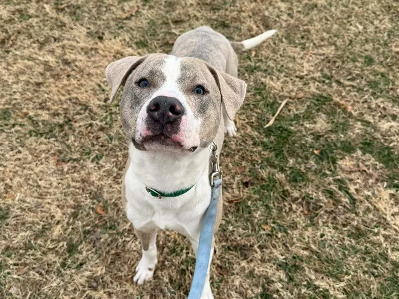 Sterling thumbnail 5