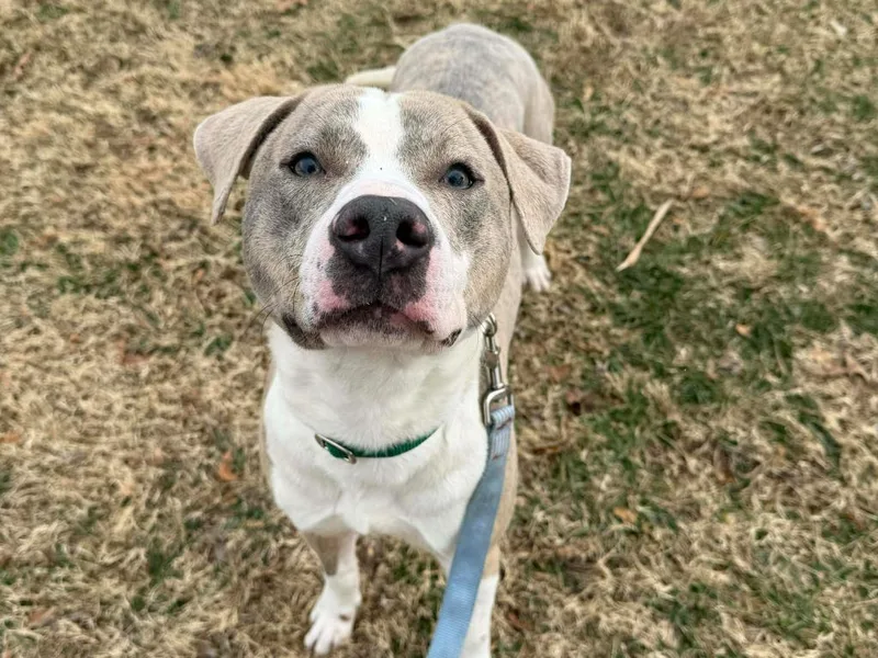 Sterling thumbnail 6