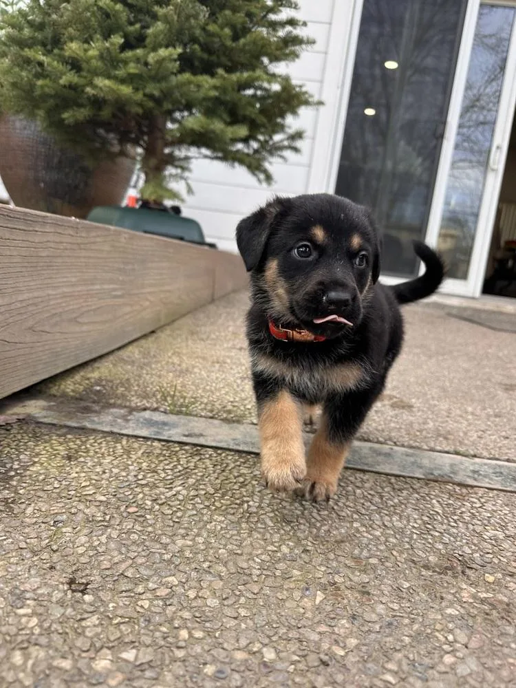 Siggy Aka Red Collar