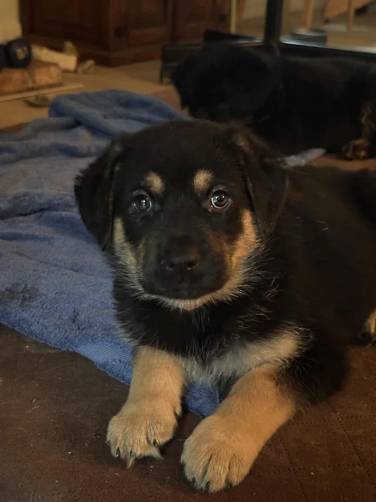 Siggy Aka Red Collar thumbnail 2