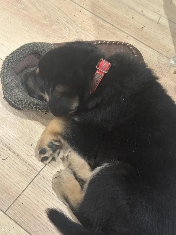 Siggy Aka Red Collar thumbnail 3