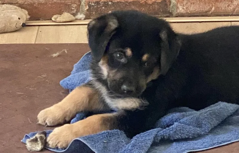 Siggy Aka Red Collar thumbnail 4