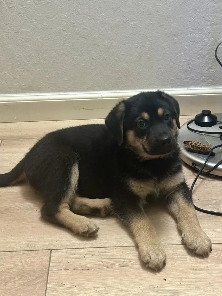 Siggy Aka Red Collar thumbnail 5