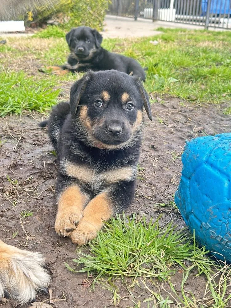 Siggy Aka Red Collar thumbnail 6