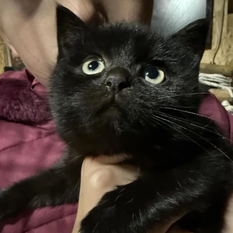 Roquette thumbnail 2