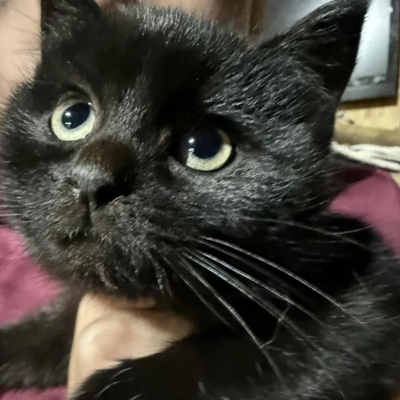 Roquette thumbnail 3