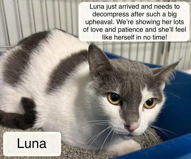 Luna