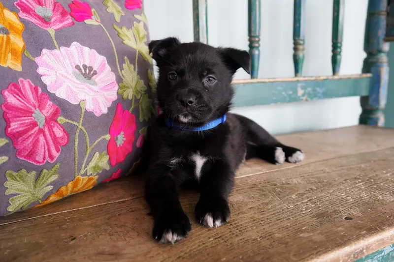 Brimsley thumbnail 2