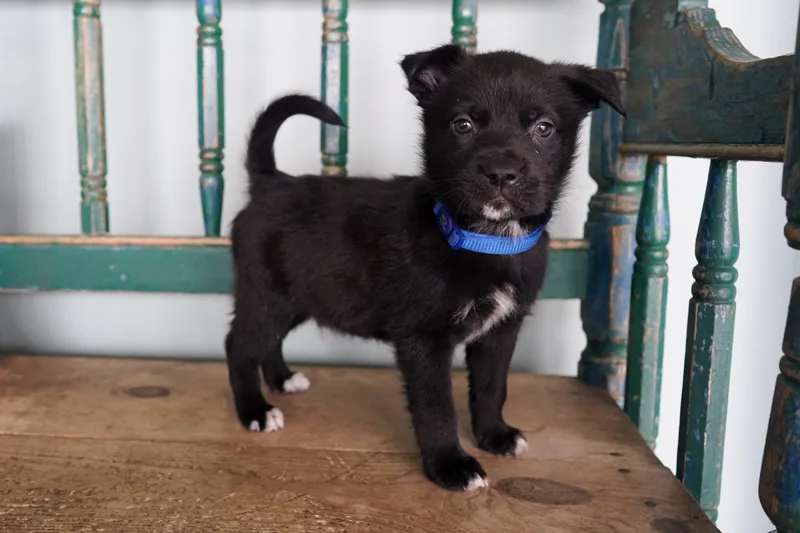 Brimsley thumbnail 3