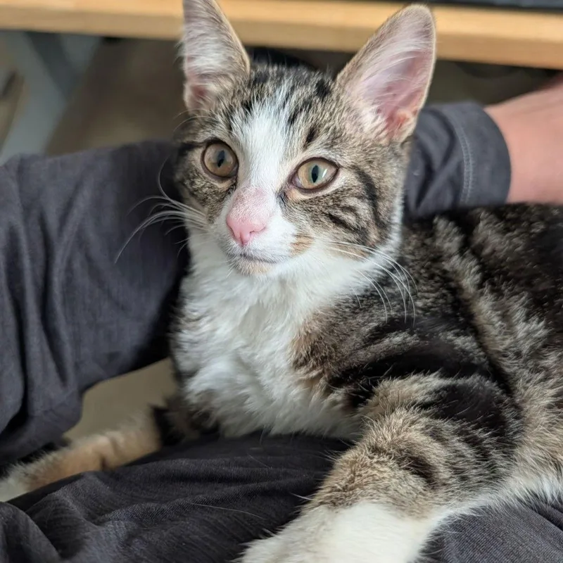 Master Biscuit thumbnail 2