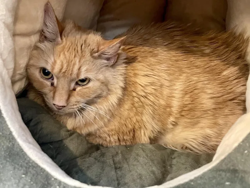 W Oshima thumbnail 2