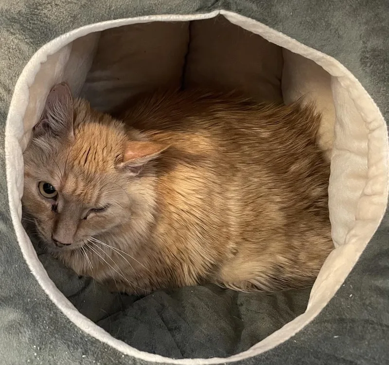 W Oshima thumbnail 3