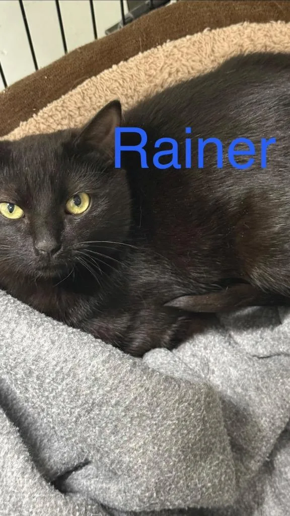 Rainer