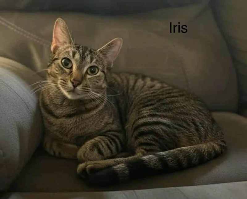 Iris @ Livonia Petsmart thumbnail 2