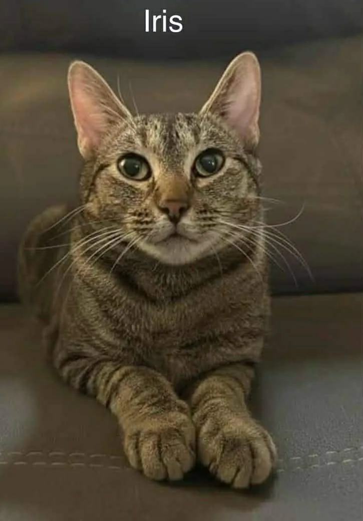 Iris @ Livonia Petsmart