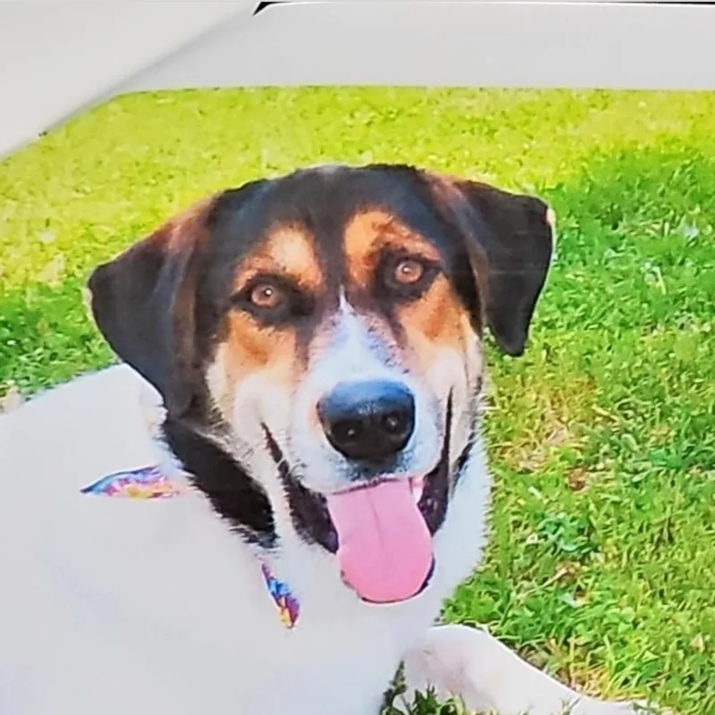 A young large-sized male Collie dog named Harper for adoption in Minooka, IL