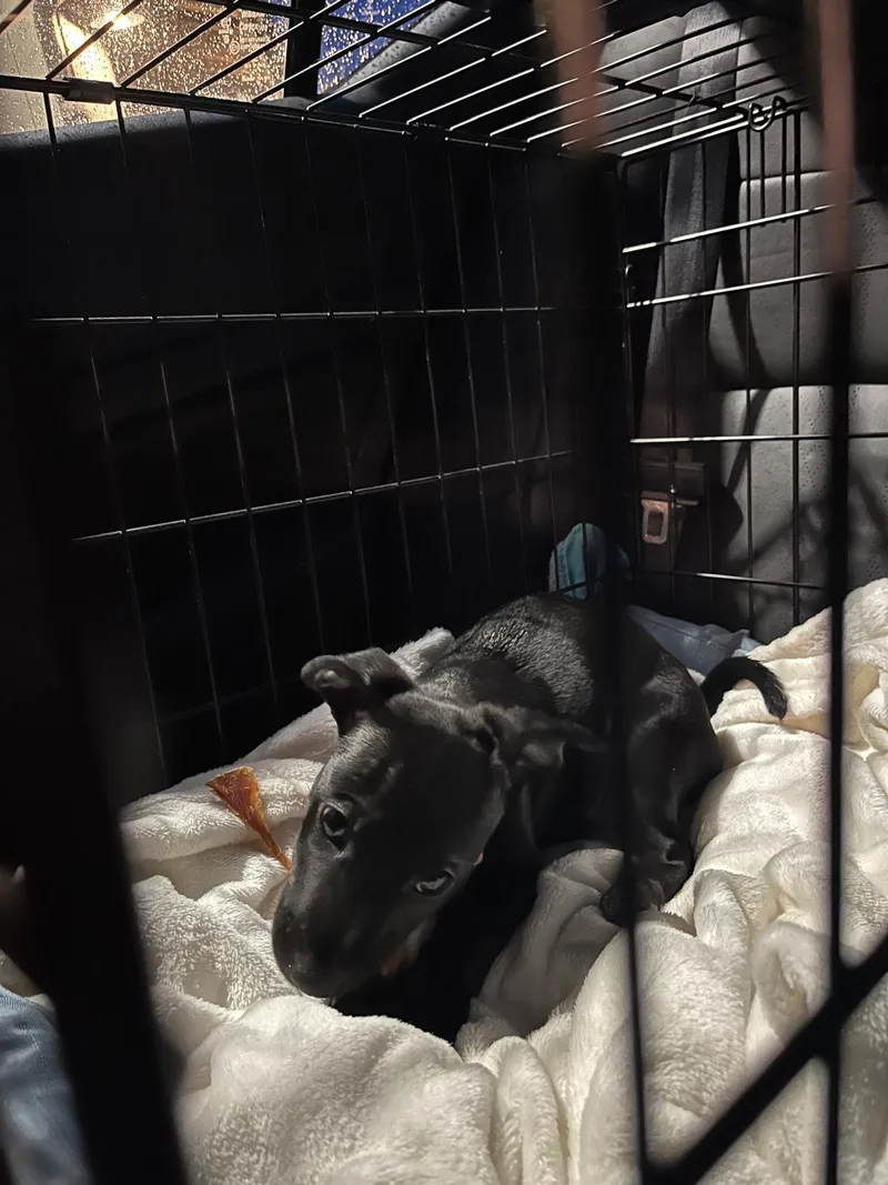 Rebecca The Sato Has thumbnail 2