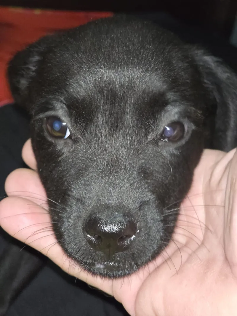 Rebecca The Sato Has