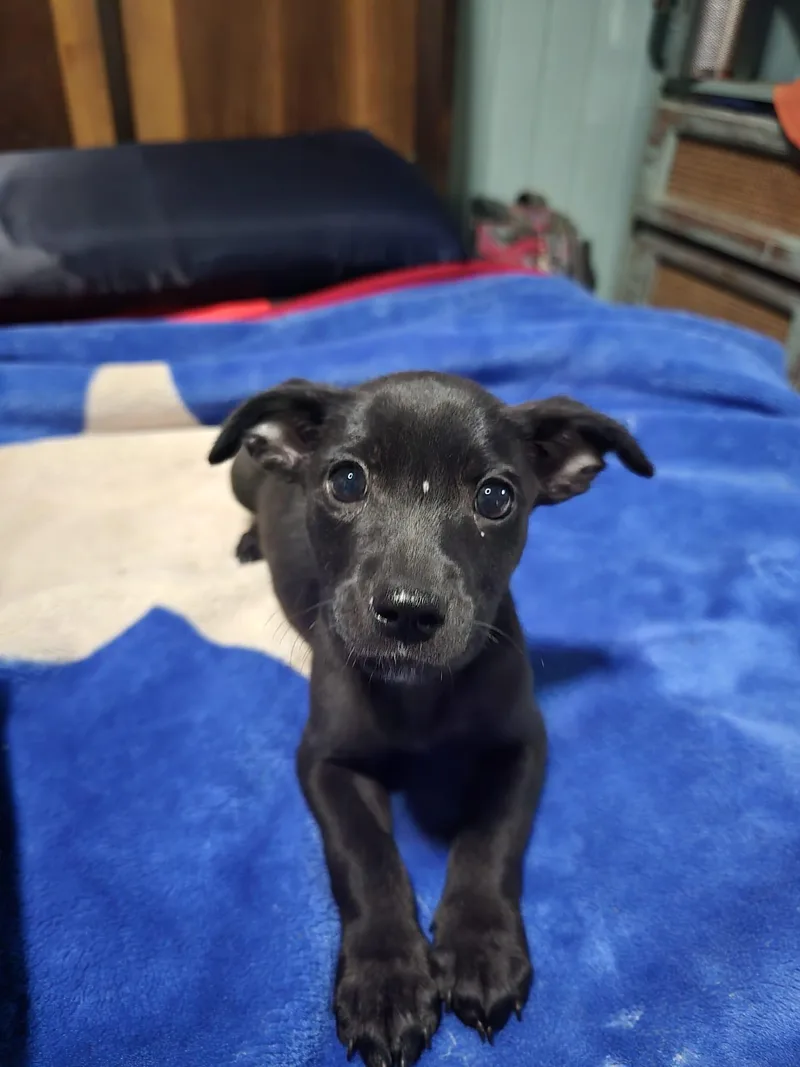 Rebecca The Sato Has thumbnail 3