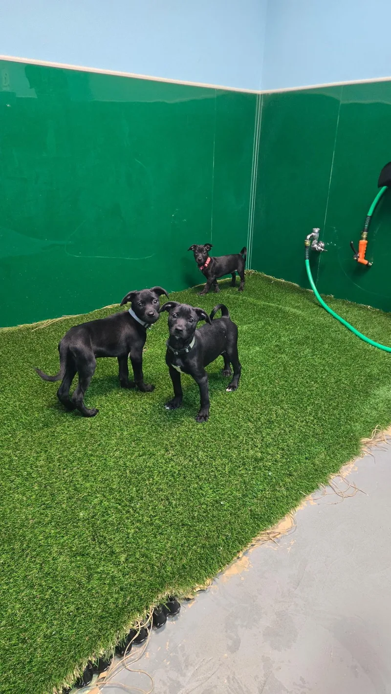 Rebecca The Sato Has thumbnail 4