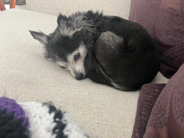 Penny  Tiny & thumbnail 2