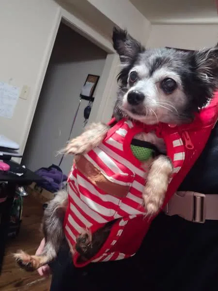 Penny  Tiny & thumbnail 4