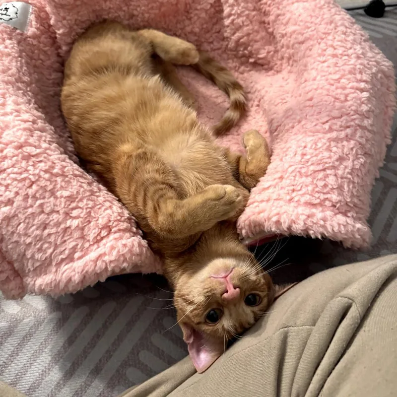 Turmeric thumbnail 2