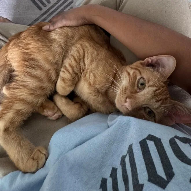 Turmeric thumbnail 3