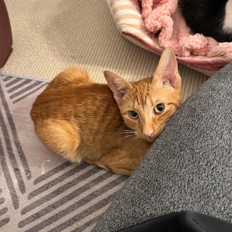 Turmeric thumbnail 4