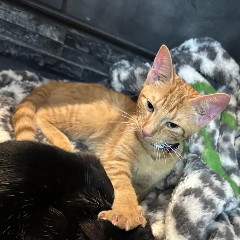 Turmeric thumbnail 5