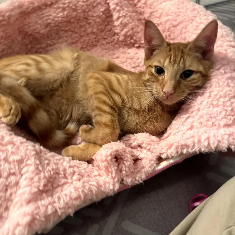 Turmeric thumbnail 6