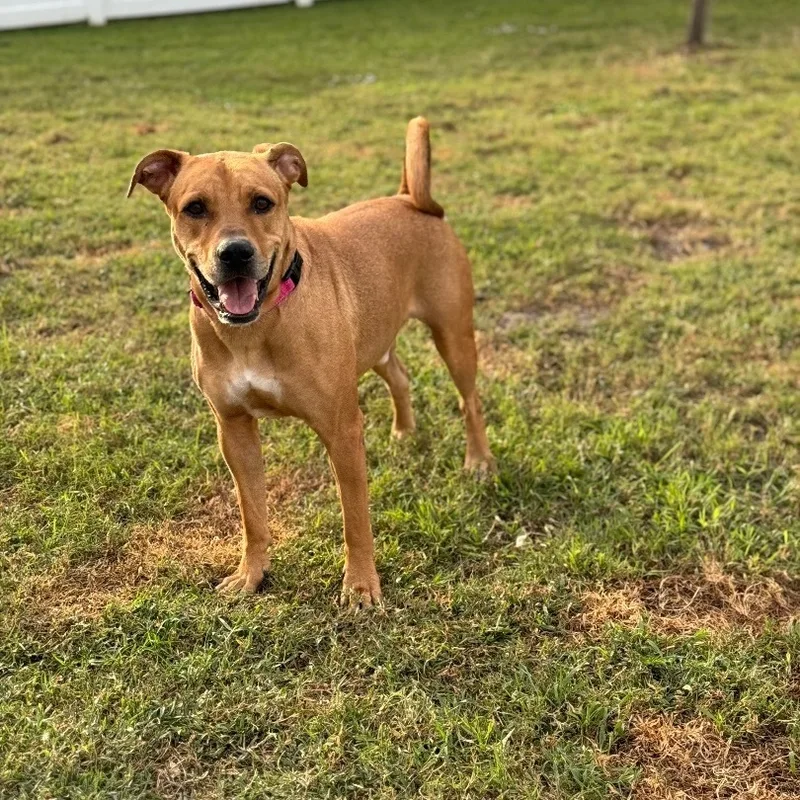 Tyson