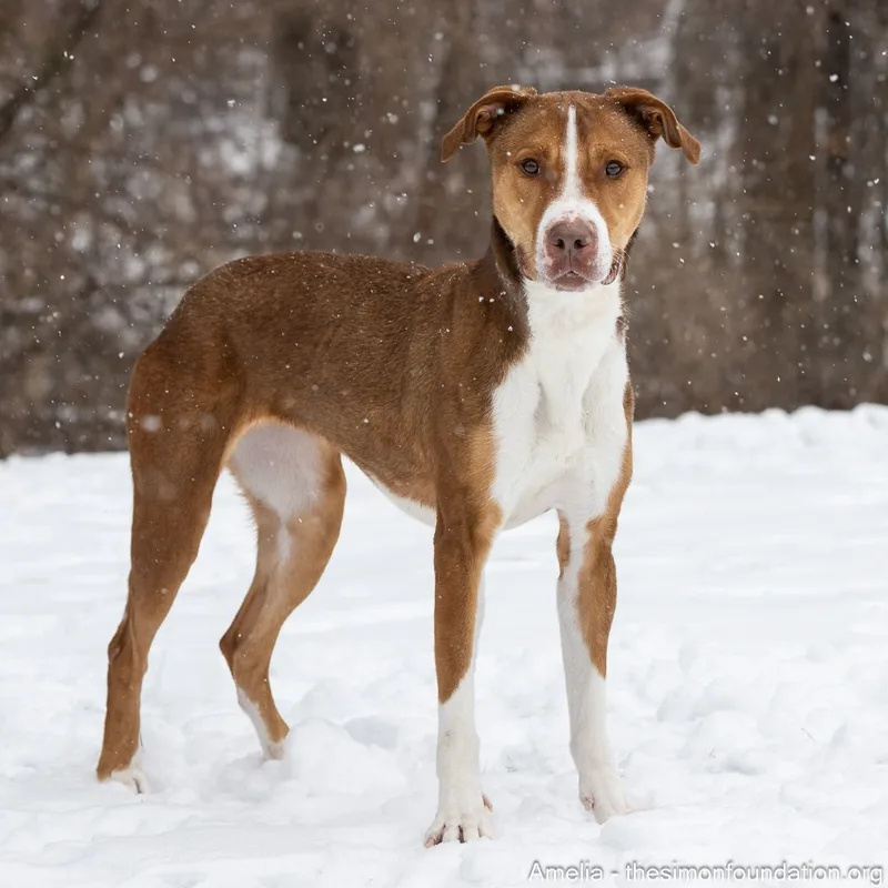 An adult large-sized female Red / Chestnut / Orange Hound dog named Amelia for adoption in Bloomfield, CT