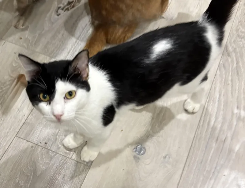 A young small-sized male Domestic Short Hair cat named Alfie for adoption in Palm City, FL
