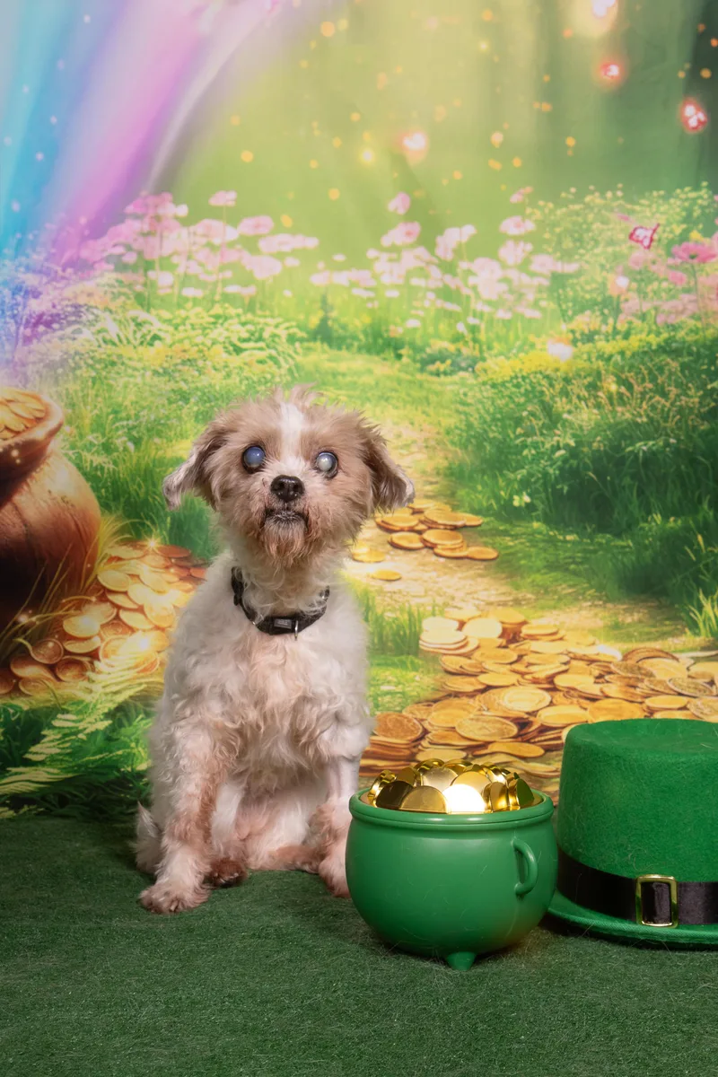 Snickerdoodle thumbnail 2