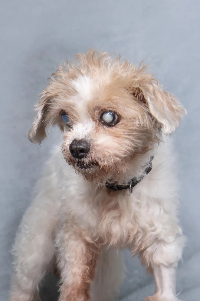 Snickerdoodle thumbnail 3