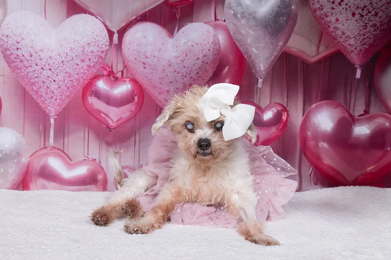 Snickerdoodle thumbnail 4