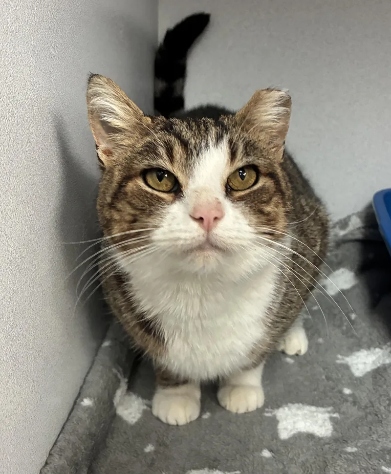 Squeegee thumbnail 2