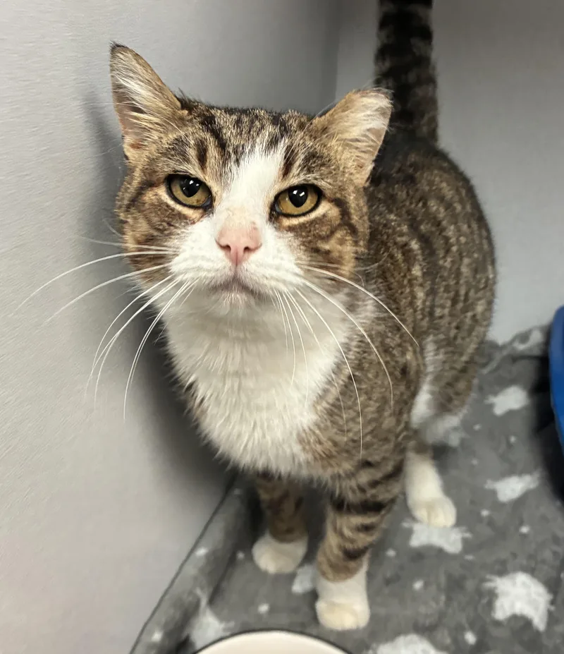 Squeegee thumbnail 3