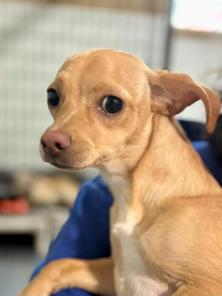 An adult small-sized female Chihuahua dog named Ava for adoption in Thompson Falls, MT