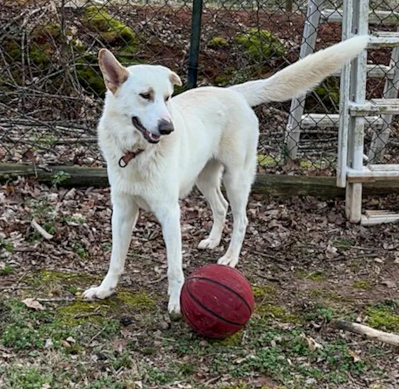 Big Dog. Big Personality. thumbnail 2