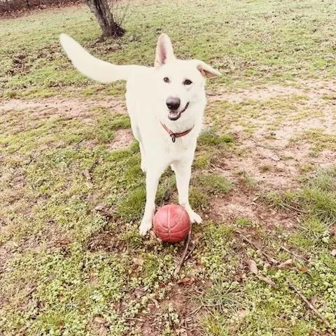 Big Dog. Big Personality. thumbnail 4